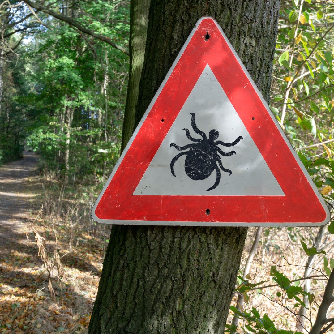 Klíšťová encefalitida