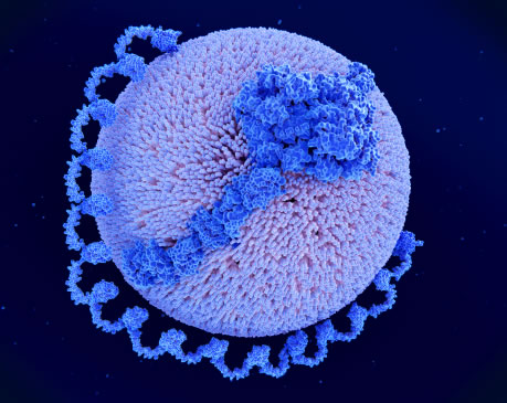 Lipoprotein